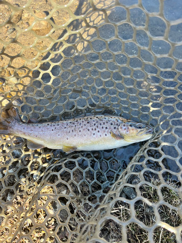 ブラウントラウトの釣果