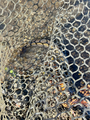 ブラウントラウトの釣果