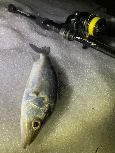 セイゴ（マルスズキ）の釣果