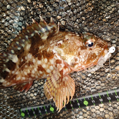 カサゴの釣果