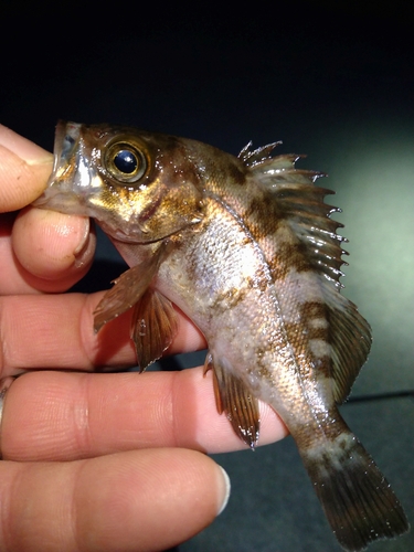 メバルの釣果