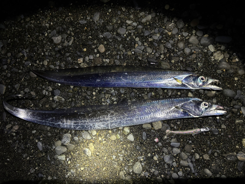 タチウオの釣果