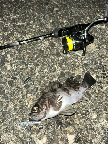 シロメバルの釣果