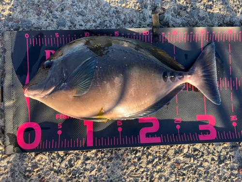 ニザダイの釣果