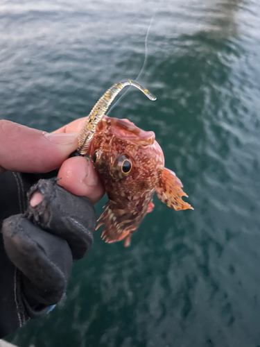 アラカブの釣果