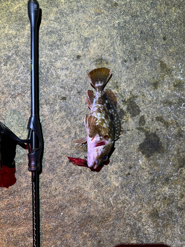 カサゴの釣果