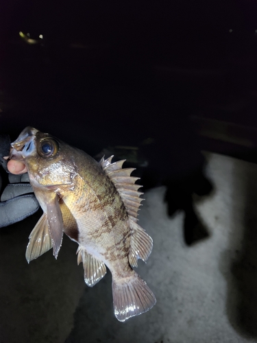 メバルの釣果