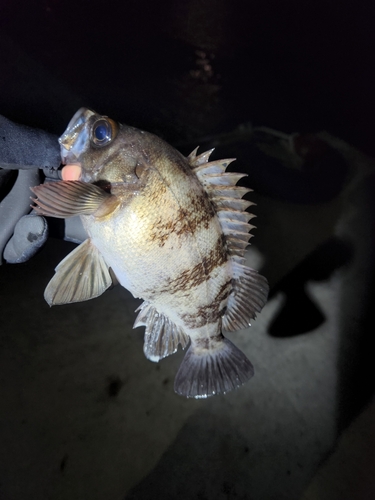 メバルの釣果