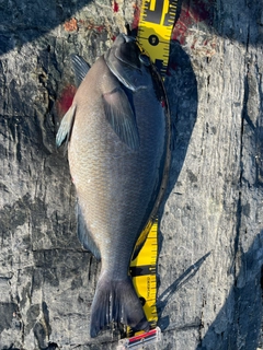 クロの釣果