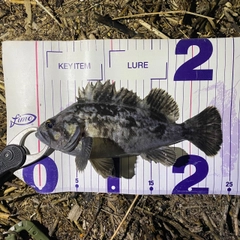 クロソイの釣果