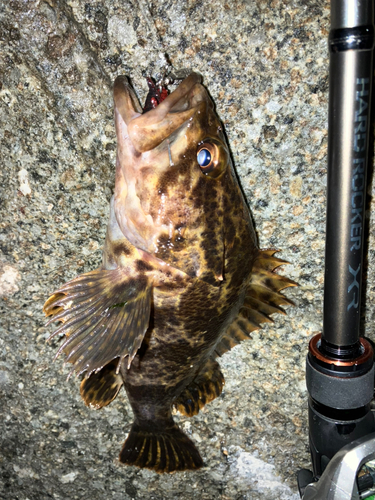 タケノコメバルの釣果