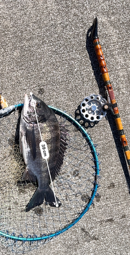 クロダイの釣果