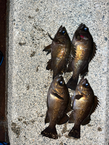 メバルの釣果