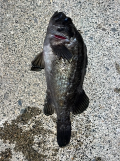 クロソイの釣果