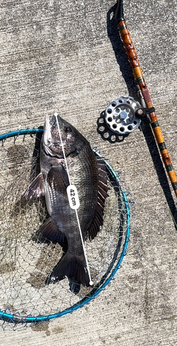 クロダイの釣果