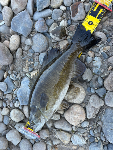 スモールマウスバスの釣果