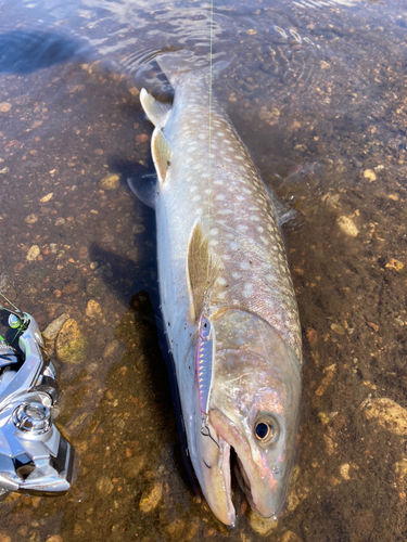 アメマスの釣果