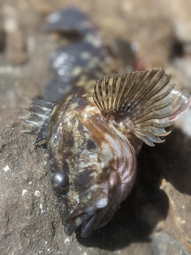 アラカブの釣果