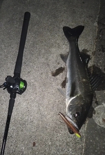 シーバスの釣果