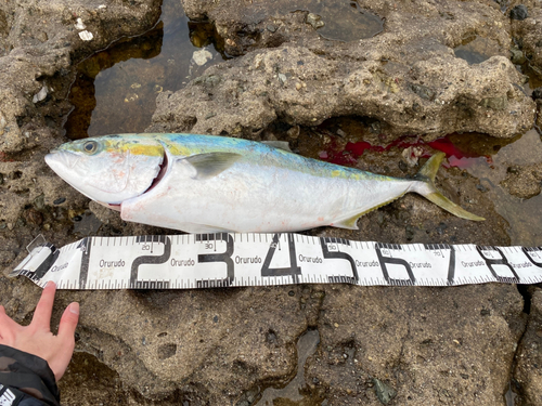 ブリの釣果