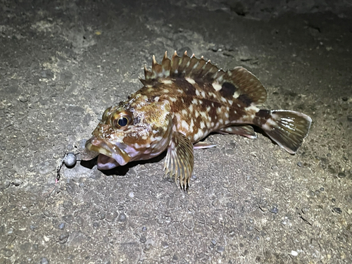 カサゴの釣果