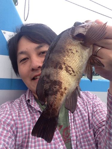 クロメバルの釣果