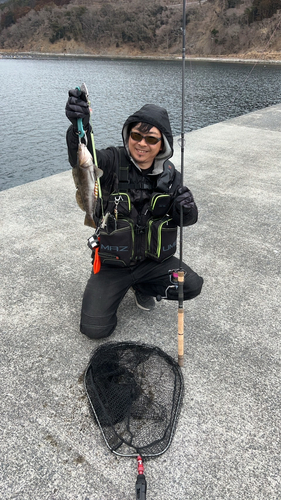 アイナメの釣果