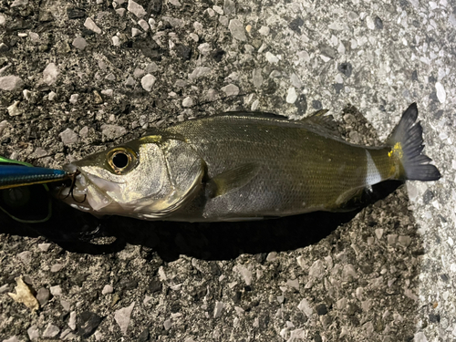 セイゴ（ヒラスズキ）の釣果