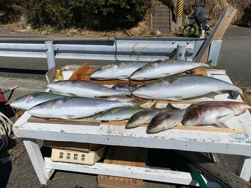 マダイの釣果