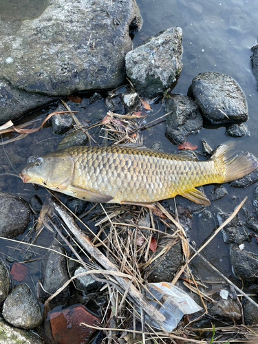 コイの釣果