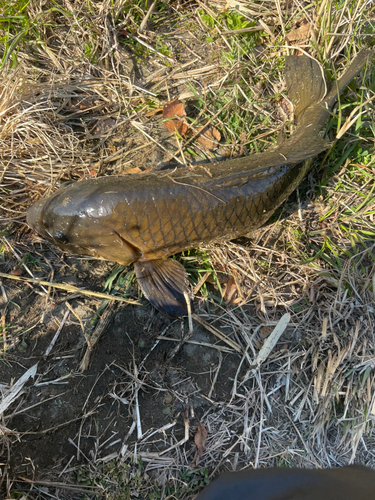 コイの釣果