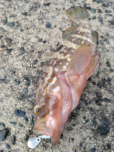 アコウの釣果