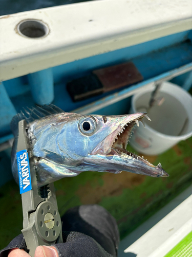 タチウオの釣果