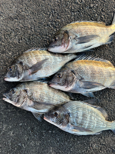 クロダイの釣果