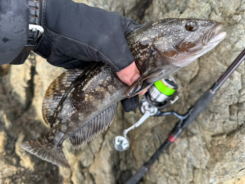 アイナメの釣果