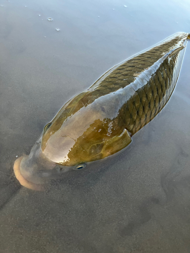 コイの釣果