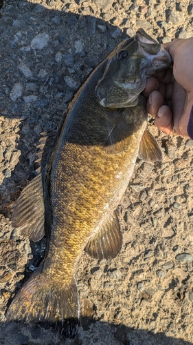 スモールマウスバスの釣果