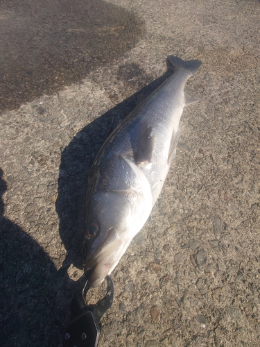 スズキの釣果