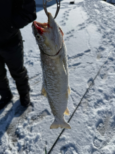 アメマスの釣果