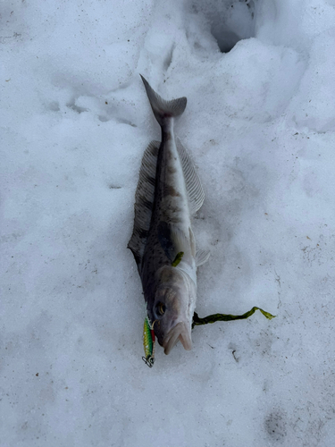 ホッケの釣果