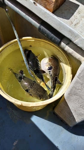 トラフグの釣果