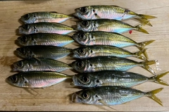 アジの釣果
