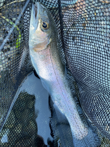 ニジマスの釣果