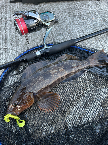 アイナメの釣果