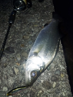 セイゴ（ヒラスズキ）の釣果