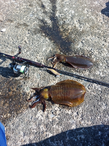 アオリイカの釣果