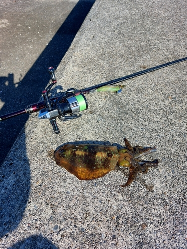 アオリイカの釣果