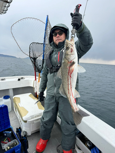 サワラの釣果