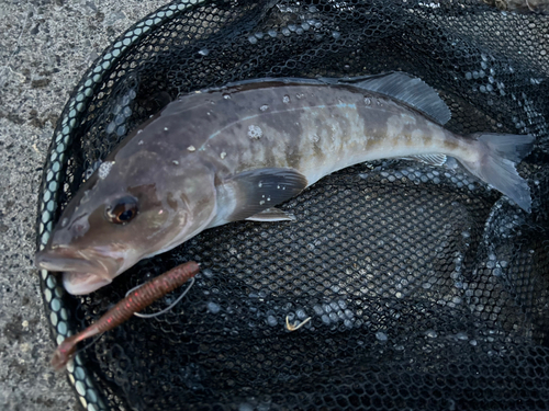 ホッケの釣果