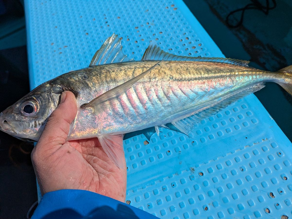 釣りバカじいさんさんの釣果 2枚目の画像